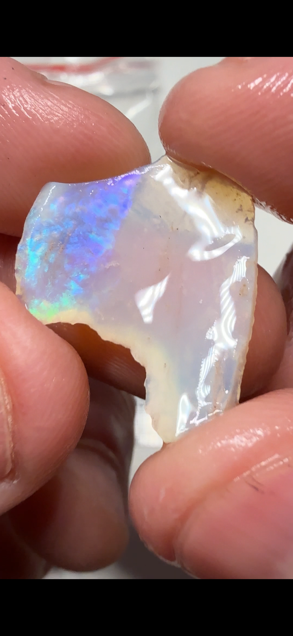2X STONES 13.3CTS Blue Green Shell fossil CPWS2