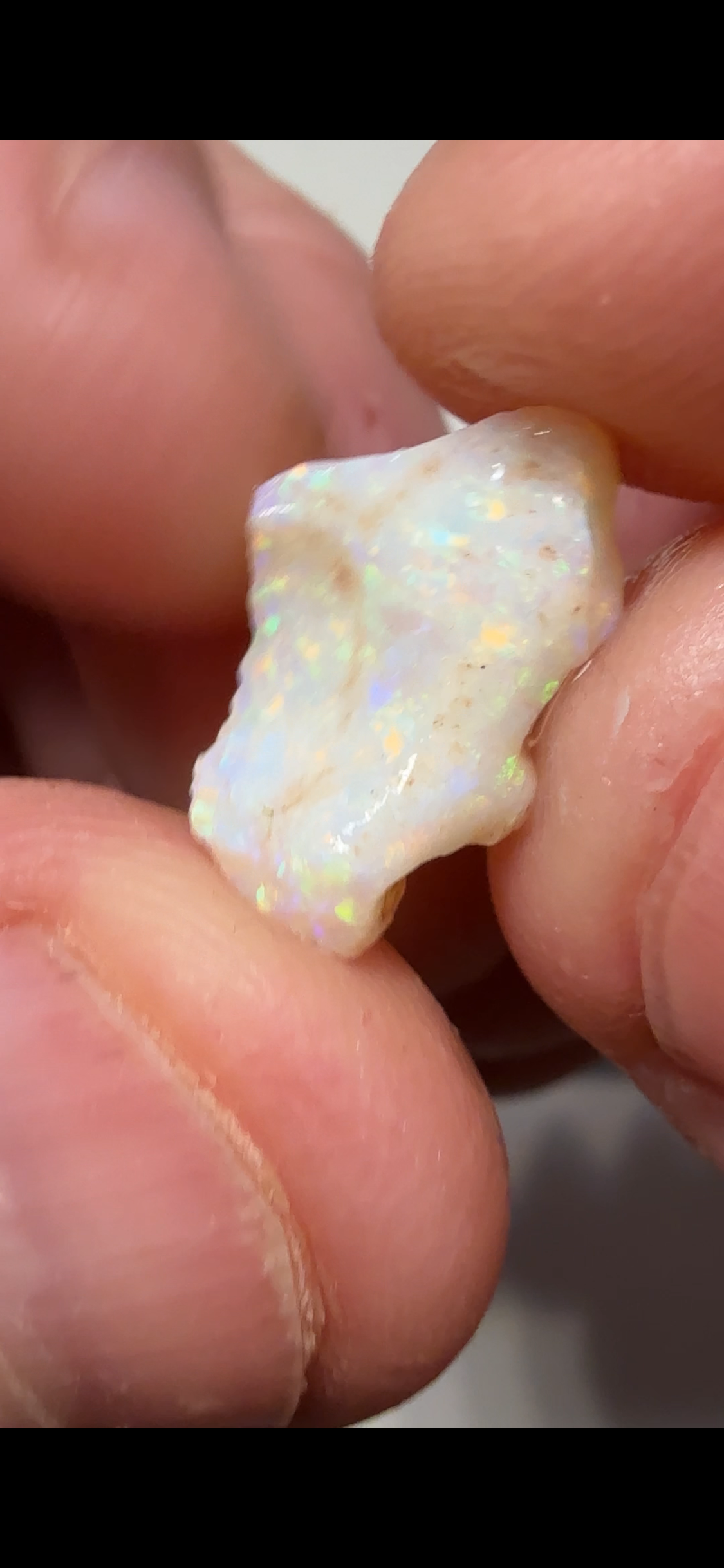 9.25cts Coober Pedy Shell fossil 3 stones CPWB8