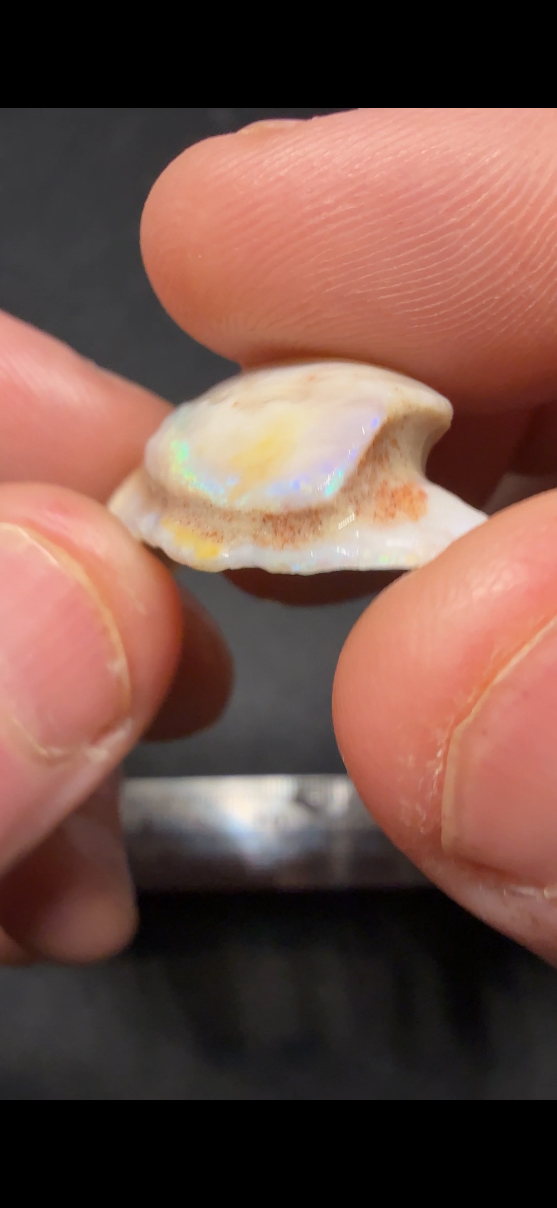 UNIQUE SHELL FOSSIL PIECES 22CTS SZP2