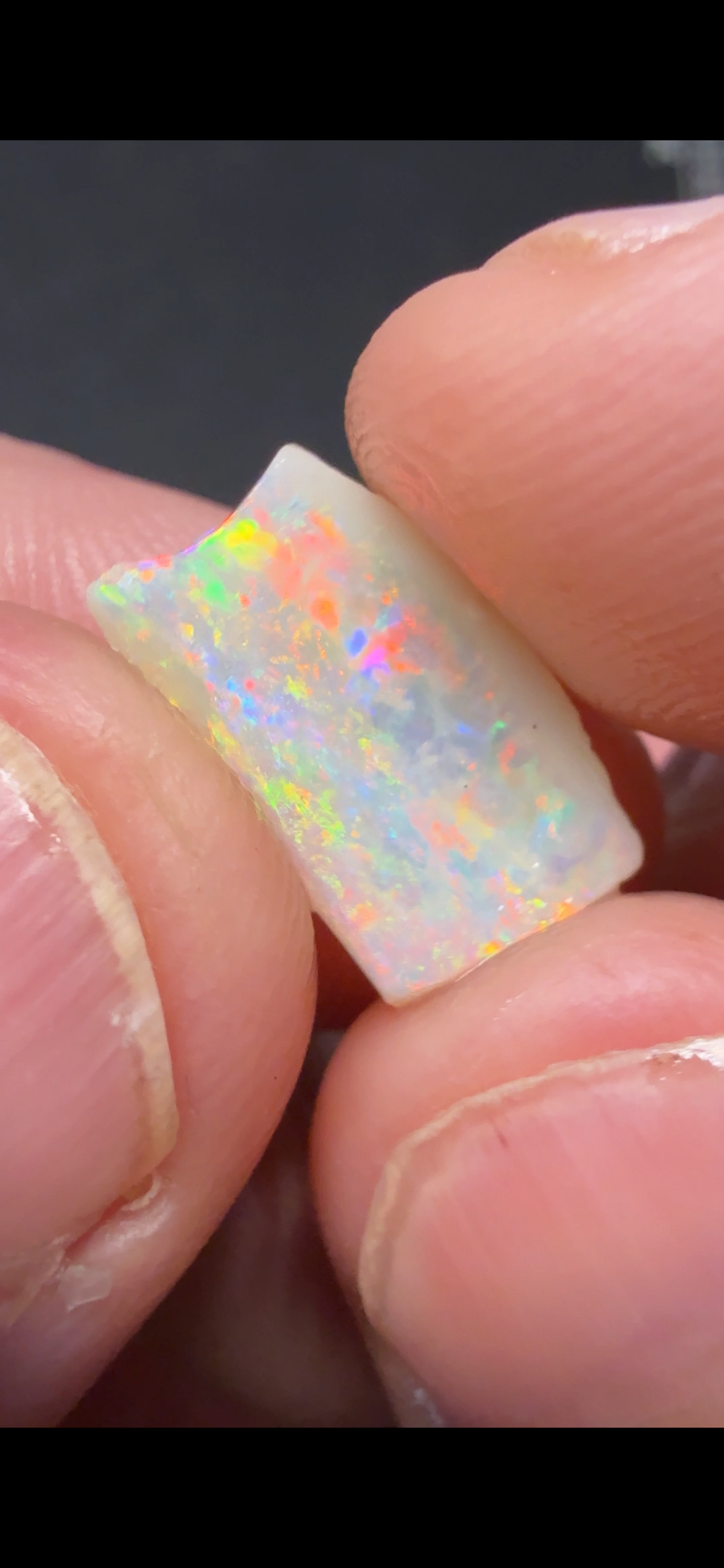 SUPER GEM SHELL FOSSIL 3.4CTS HPS2