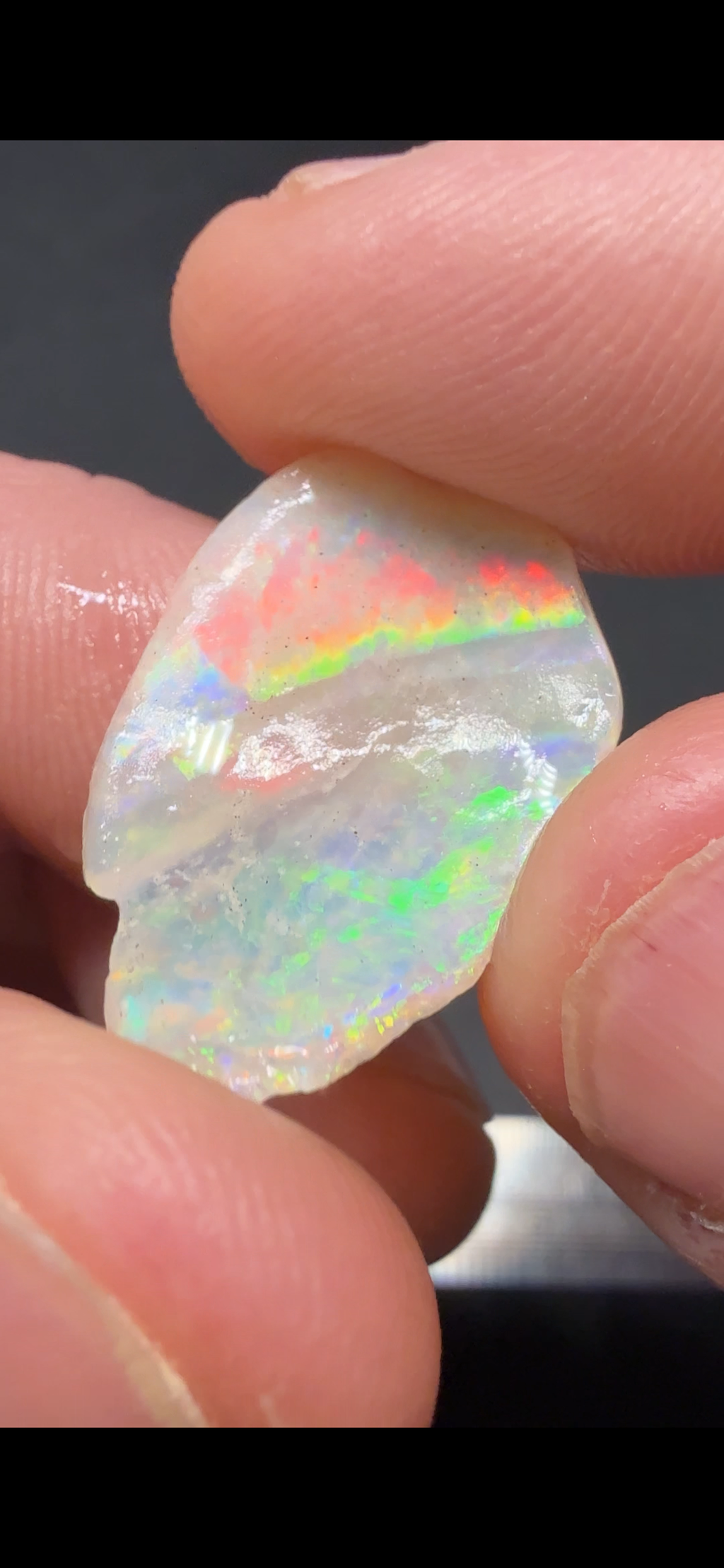 5.85CTS UNIQUE SHELL FOSSIL HPS1