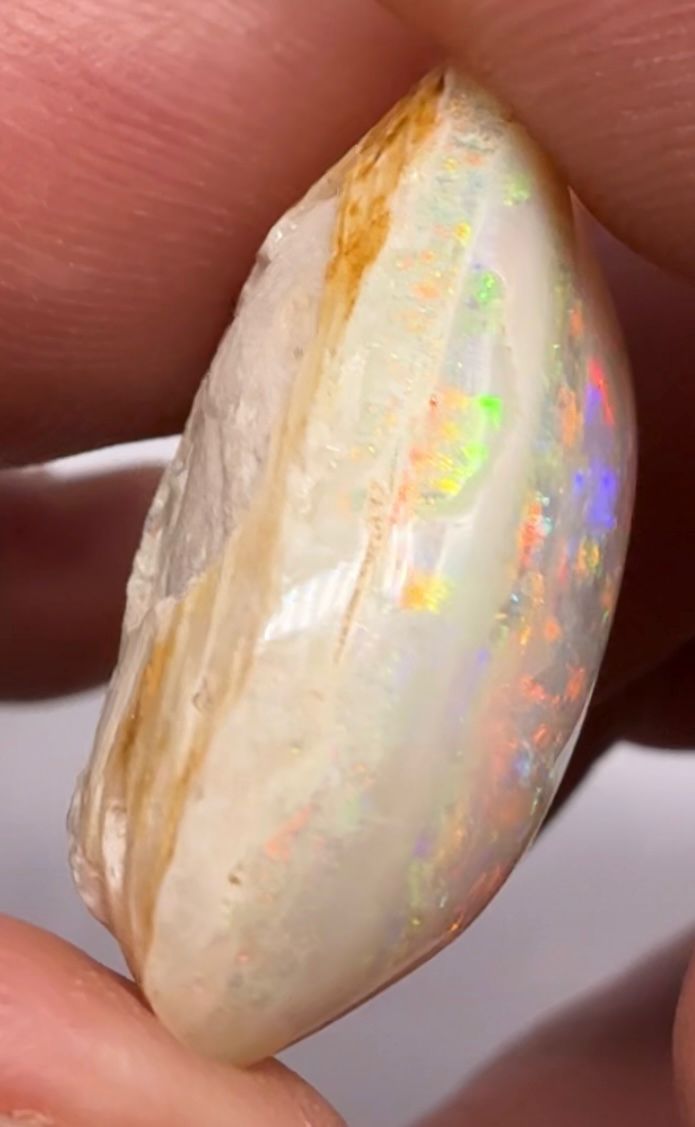 Coober Pedy Fossilised Shell