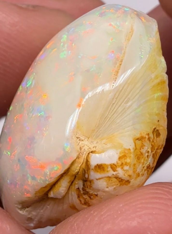 Coober Pedy Fossilised Shell