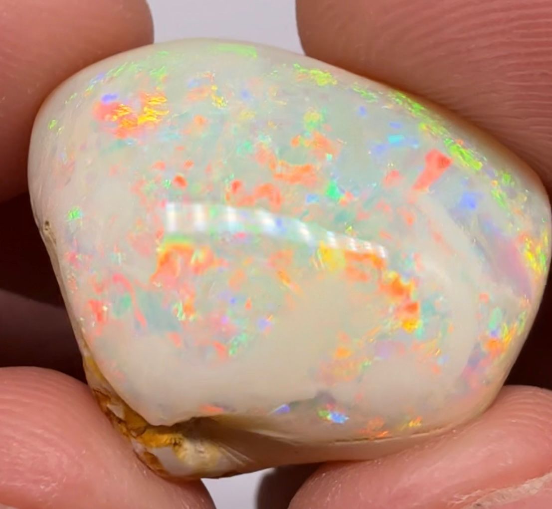 Coober Pedy Fossilised Shell