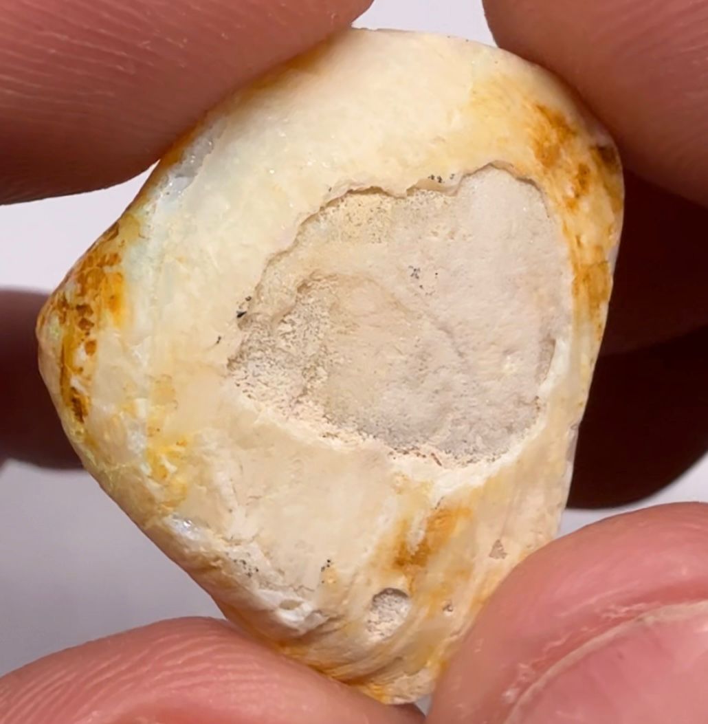 Coober Pedy Fossilised Shell