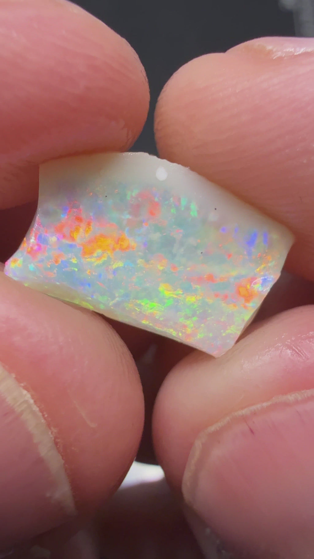 SUPER GEM SHELL FOSSIL 3.4CTS HPS2