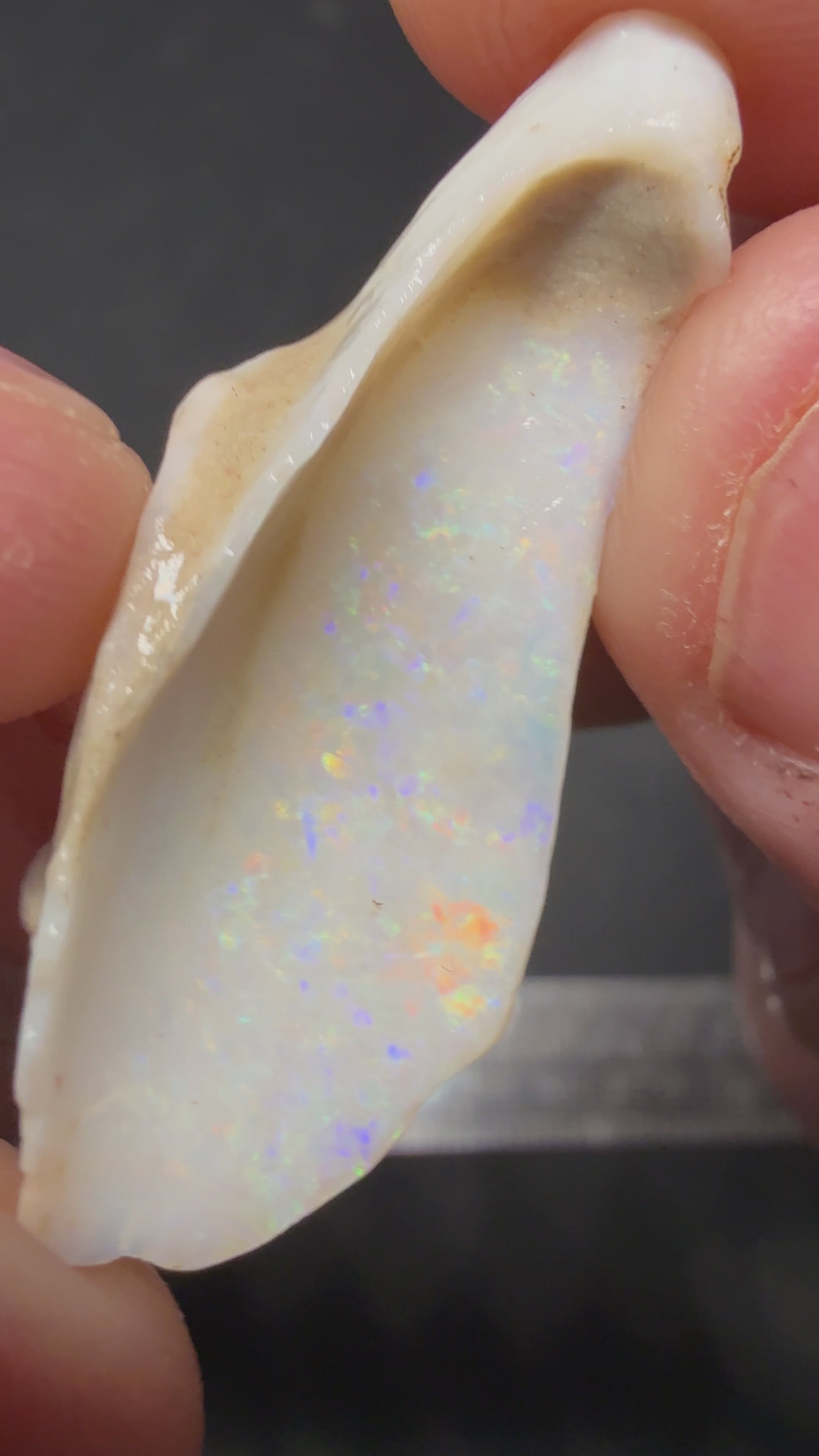 UNIQUE SHELL FOSSIL PIECES 22CTS SZP2