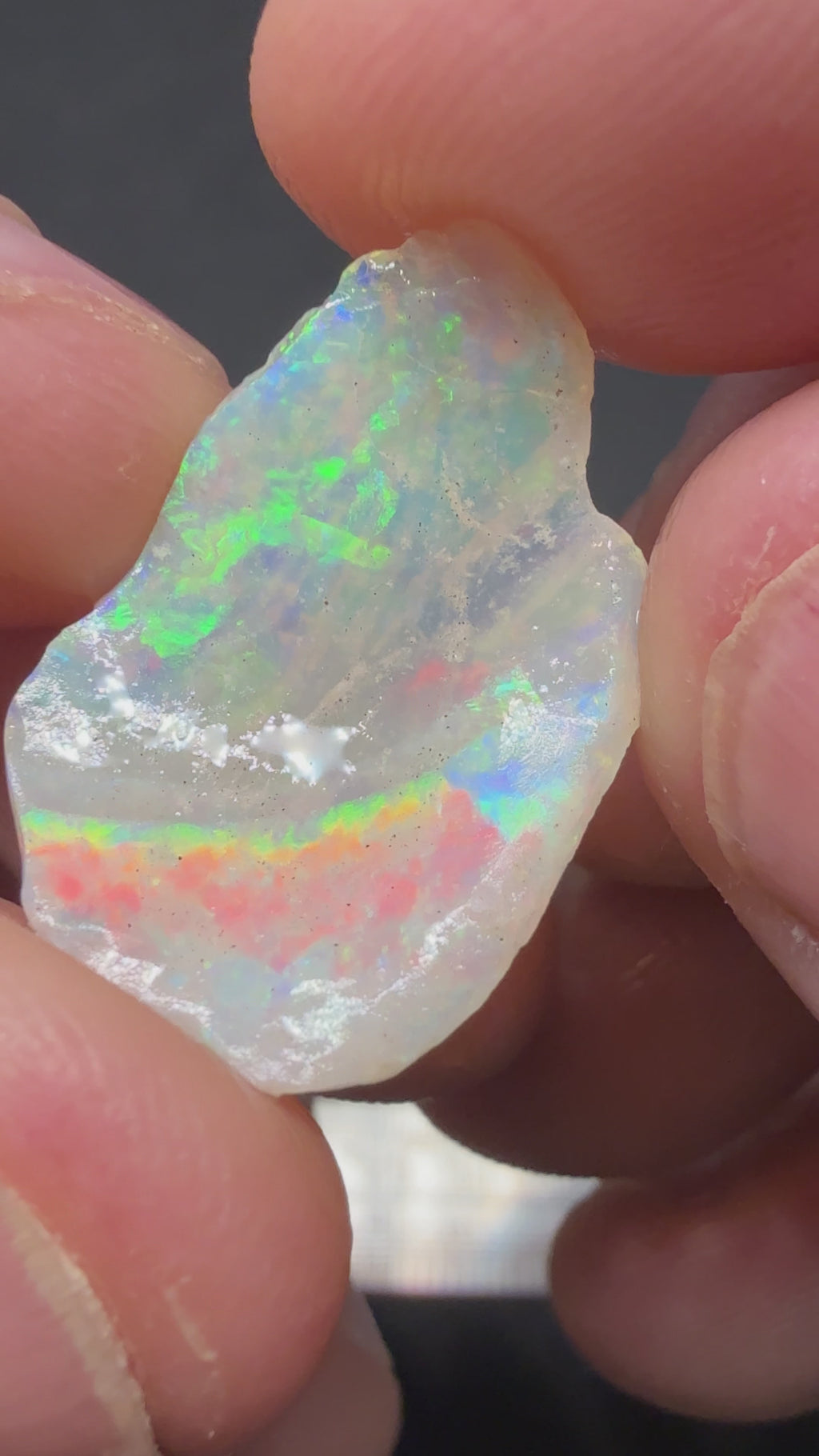 5.85CTS UNIQUE SHELL FOSSIL HPS1
