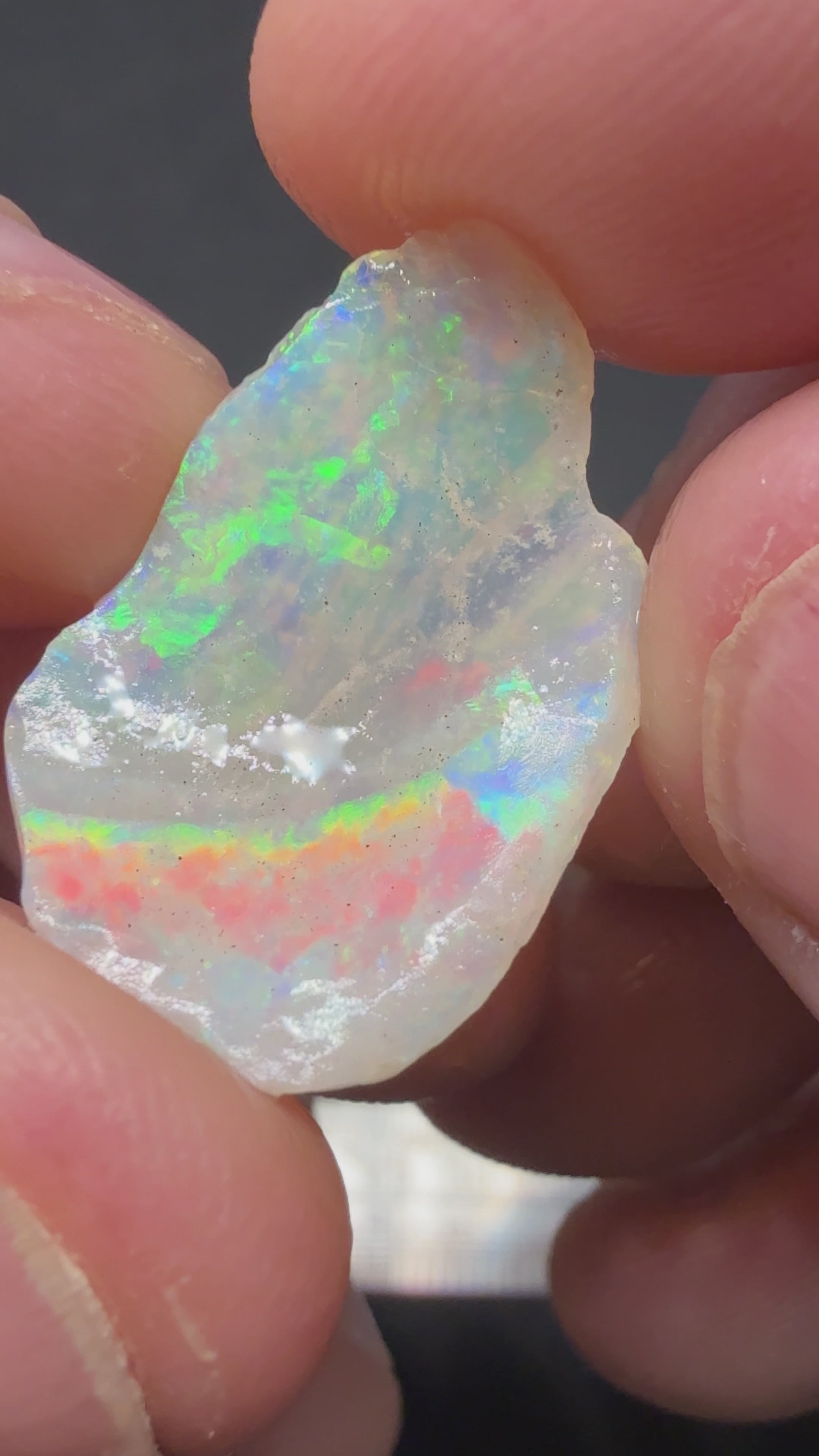 5.85CTS UNIQUE SHELL FOSSIL HPS1